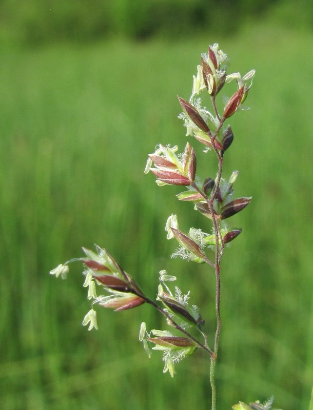 Изображение особи Poa trivialis.