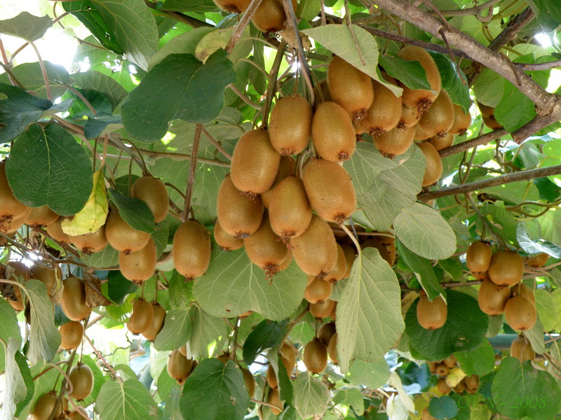 Image of Actinidia chinensis var. deliciosa specimen.