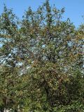 Pyrus ussuriensis. Плодоносящее дерево. Приморье, окр. Артёма, Владивостокский аэропорт \"Кневичи\". 24.08.2009.