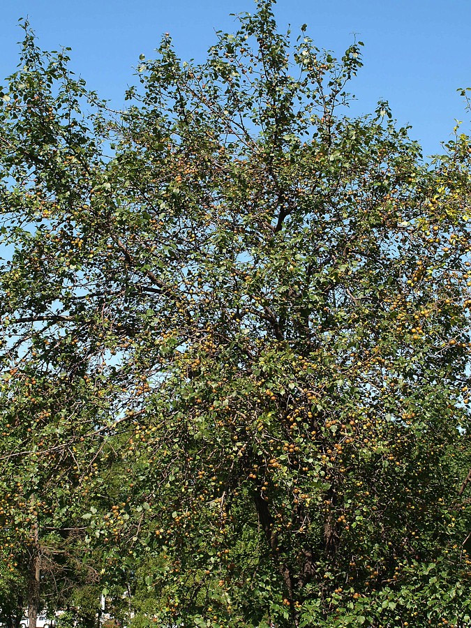 Image of Pyrus ussuriensis specimen.