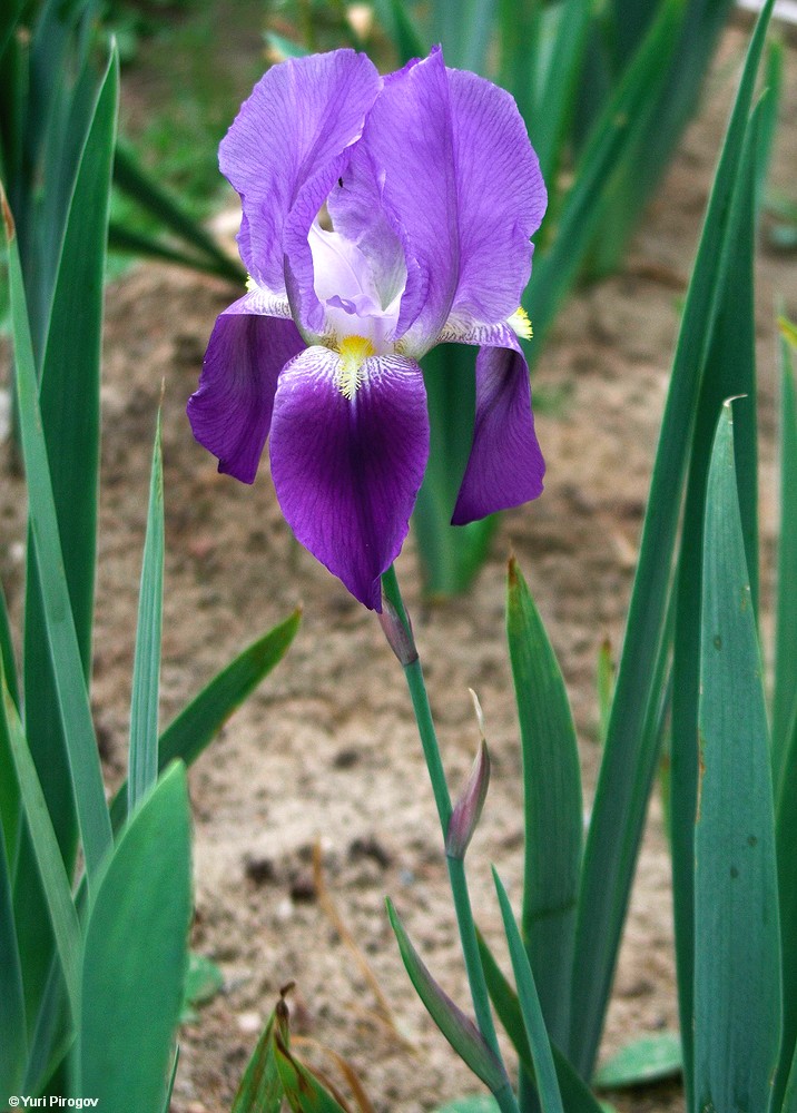 Изображение особи Iris germanica.