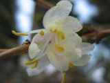 Lonicera fragrantissima. Цветок. Крым, г. Ялта, в культуре. 30 января 2012 г.