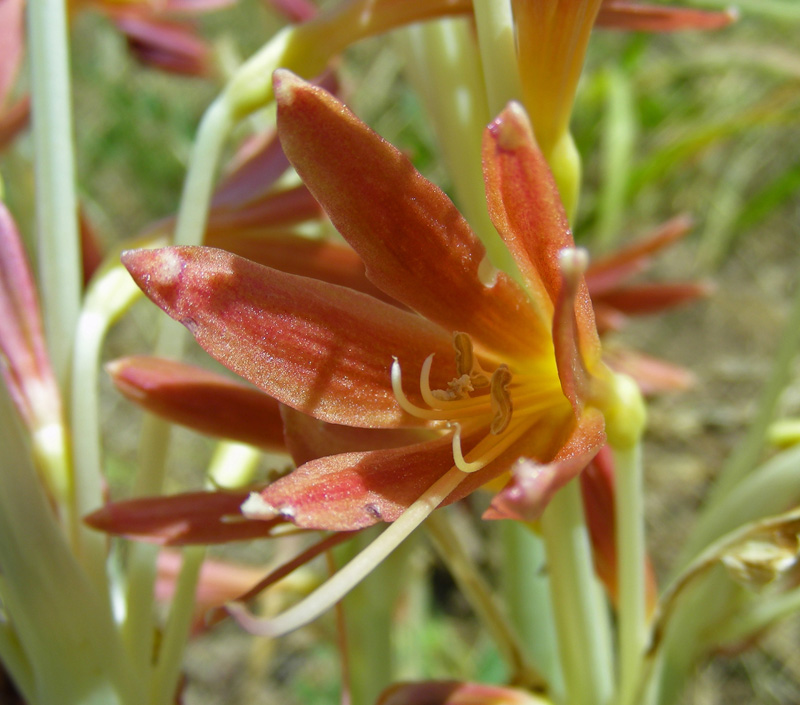 Image of Ungernia sewerzowii specimen.