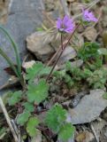 Geranium molle. Цветущее растение. Крым, Ялта, обочина дороги. 22 апреля 2012 г.