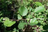 Alnus incana
