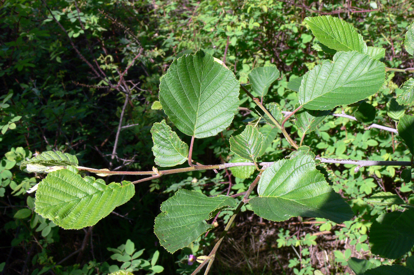 Image of Alnus incana specimen.