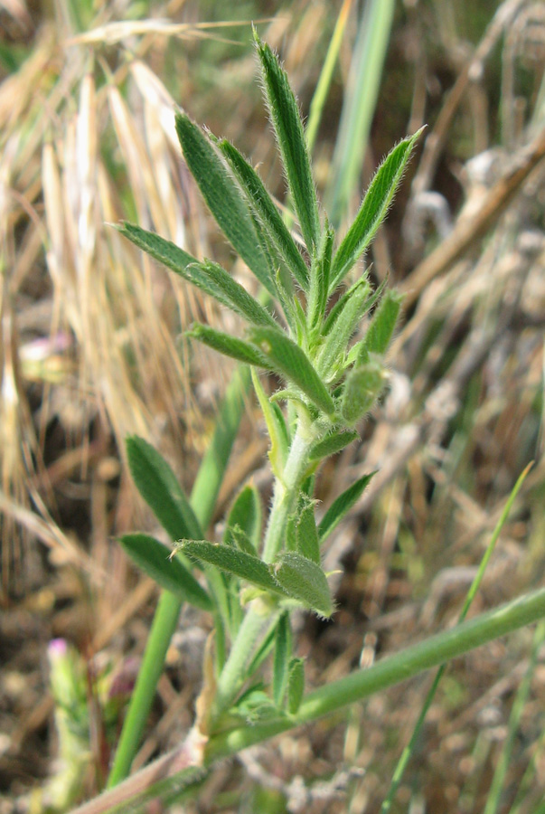 Изображение особи Medicago falcata.