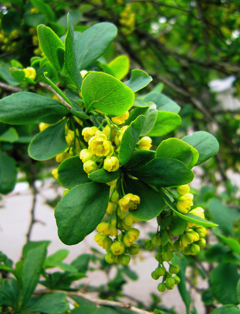 Image of Berberis amurensis specimen.