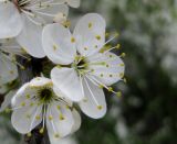 Prunus cerasifera. Цветки. Украина, г. Киев, Южная Борщаговка, просп. Академика Королёва, в культуре. 24 апреля 2012 г.