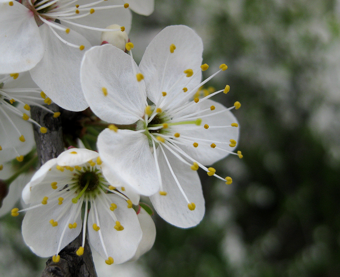 Изображение особи Prunus cerasifera.