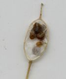 Image of taxon representative. Author is Николай Дегтярёв