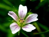Geranium sibiricum. Цветок. Республика Саха (Якутия), Томпонский р-н, с. Кескил. 21.06.2012.