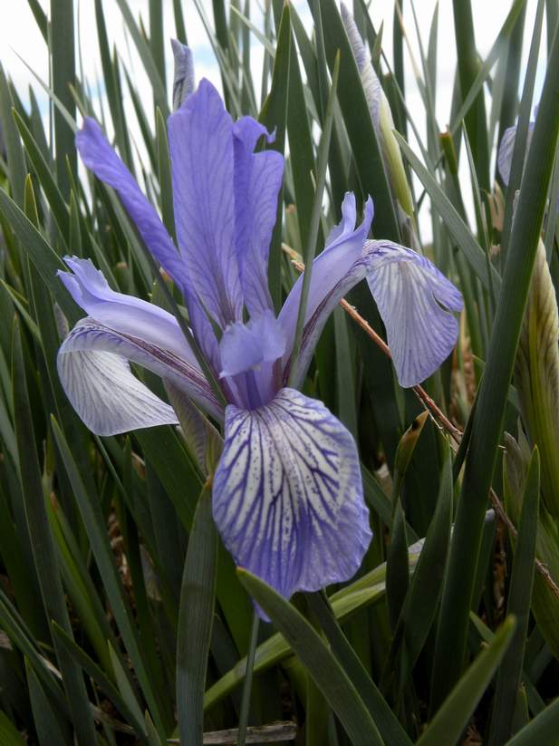 Изображение особи Iris pallasii.