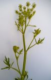 Pastinaca sylvestris