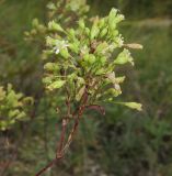 Silene wolgensis. Соцветие. Татарстан, Бавлинский р-н, остепнённый склон. 14.07.2012.