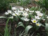 Tulipa biflora