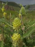 Astragalus maximus