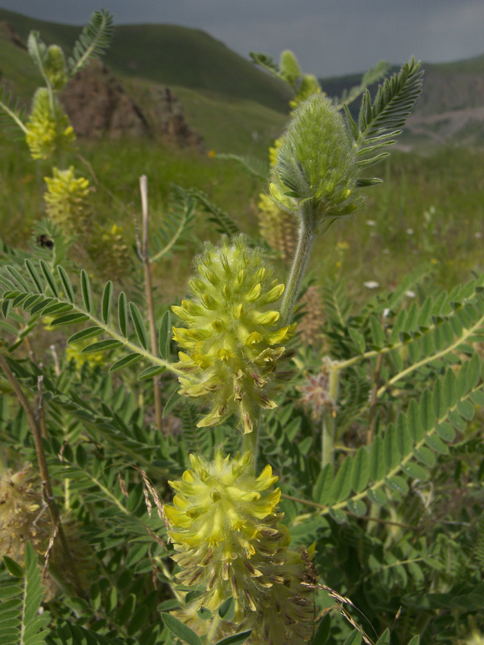 Изображение особи Astragalus maximus.