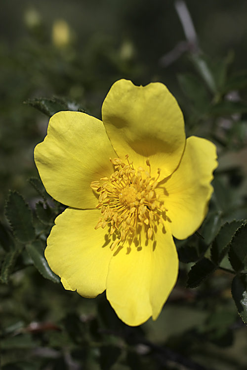Image of Rosa kokanica specimen.