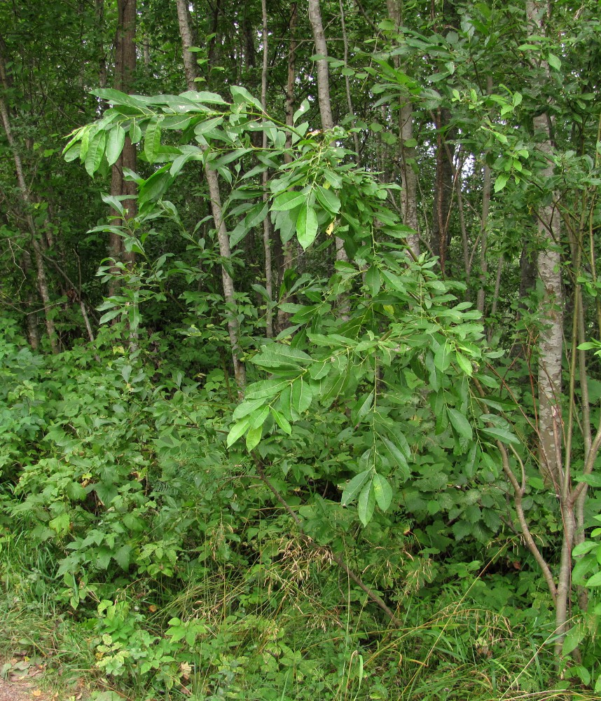 Image of Salix × tetrapla specimen.