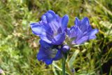 Gentiana decumbens