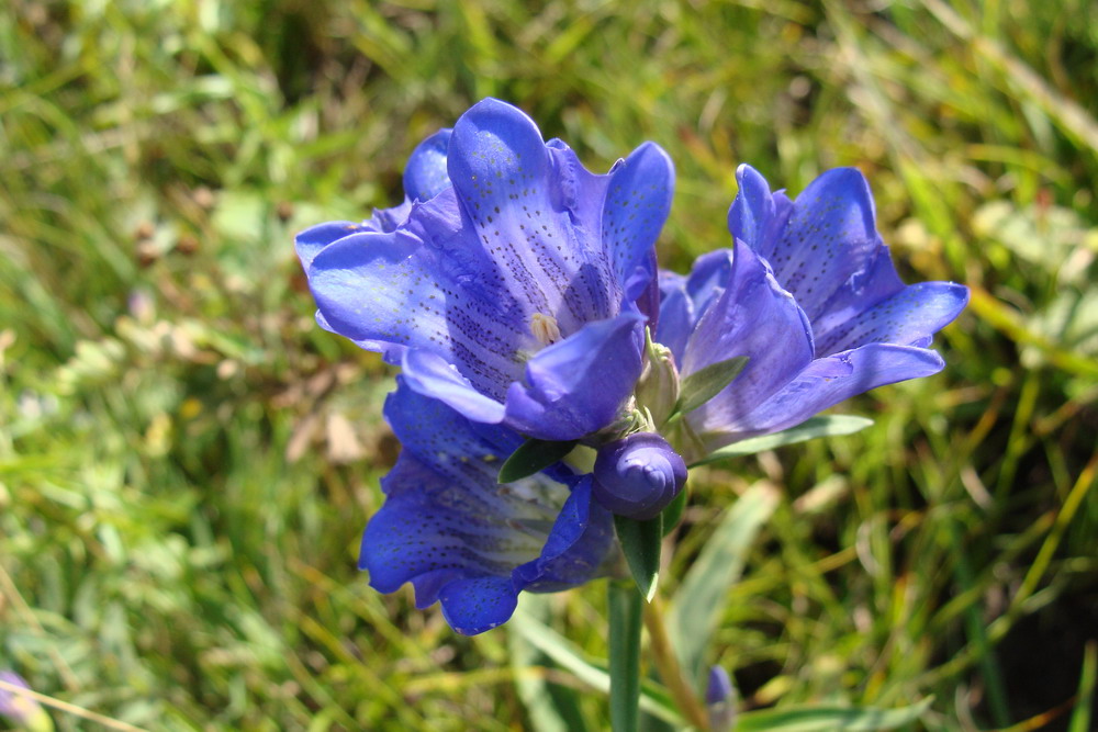 Изображение особи Gentiana decumbens.