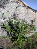Chamaenerion angustifolium. Расцветающее растение с повреждённым главным побегом. Кольский п-ов, Восточный Мурман, Дальние Зеленцы, антропогенный пустырь перед Большим Домом. 10.09.2012.