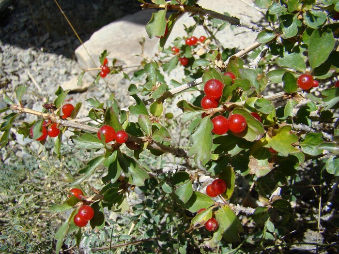 Image of Lonicera paradoxa specimen.