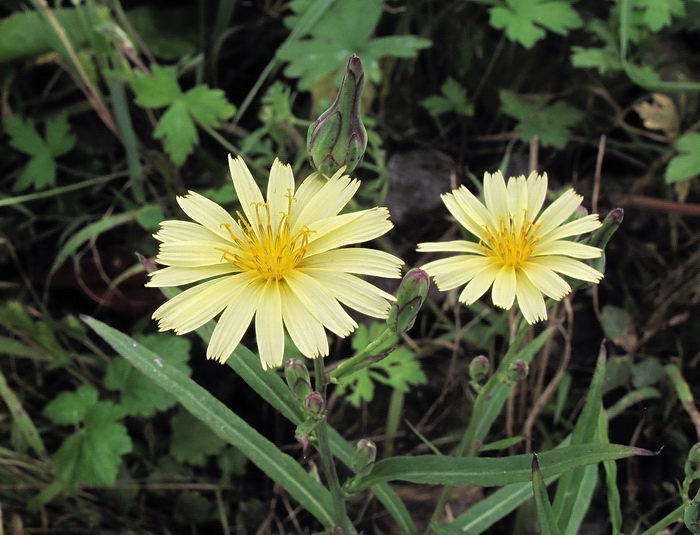 Изображение особи Lactuca indica.