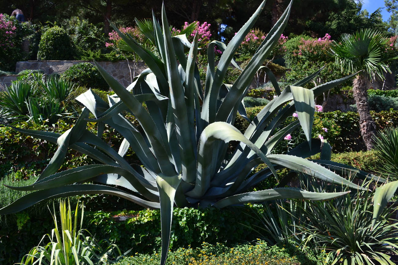 Image of Agave americana specimen.