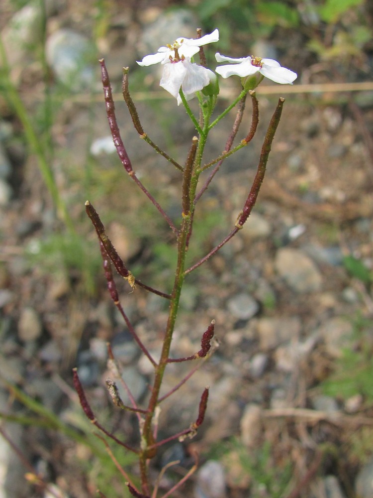 Image of Dontostemon pinnatifidus specimen.