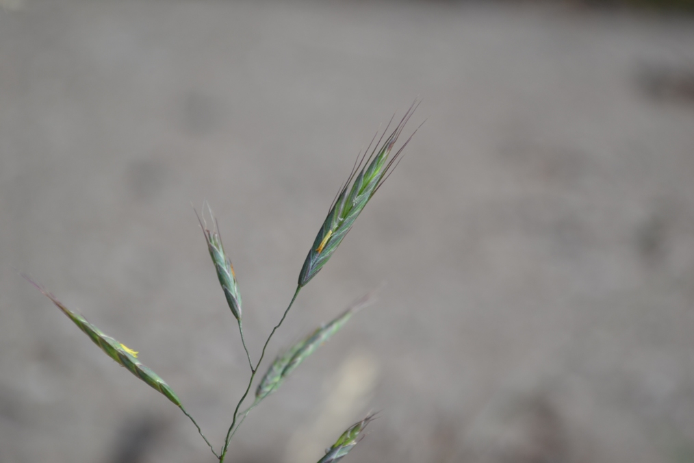 Image of Bromus arvensis specimen.