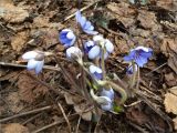 Hepatica nobilis