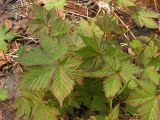 Filipendula glaberrima. Листья молодого растения. Хабаровский край, Ванинский р-н, окр. пос. Высокогорный. 22.05.2012.