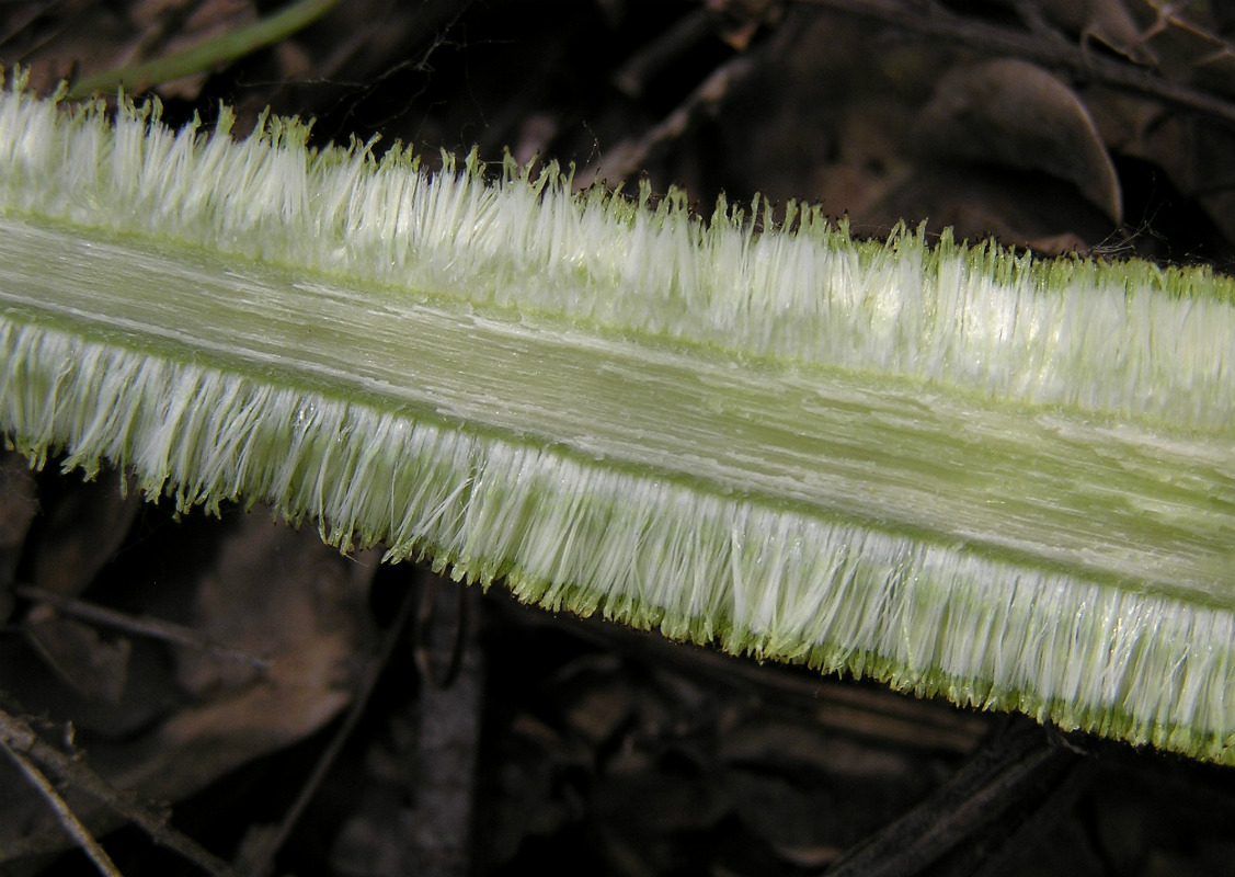 Image of Typha latifolia specimen.