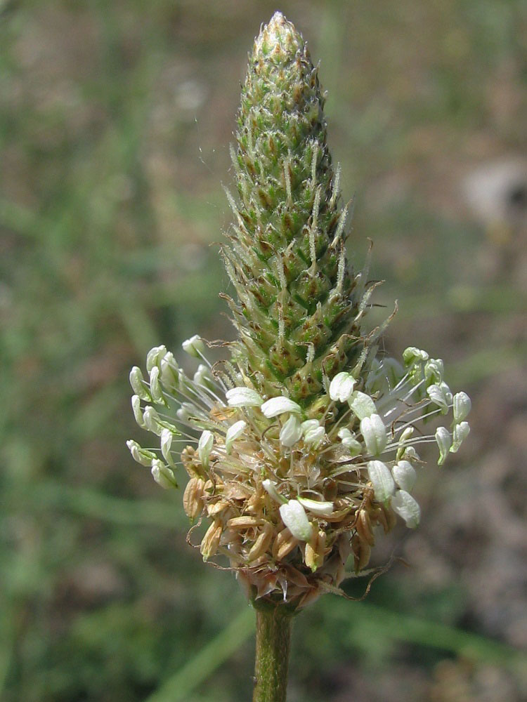 Image of Plantago lanceolata specimen.