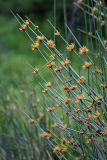 Ephedra intermedia