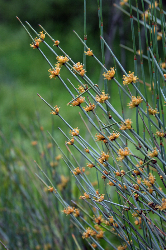 Изображение особи Ephedra intermedia.