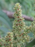 Rhus typhina