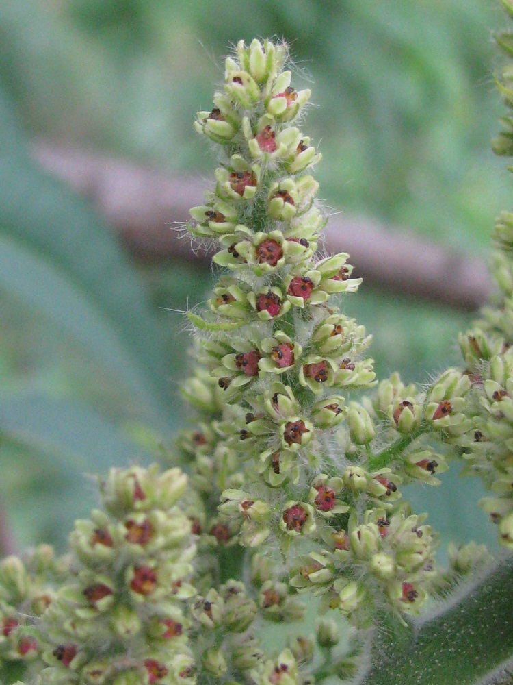 Изображение особи Rhus typhina.