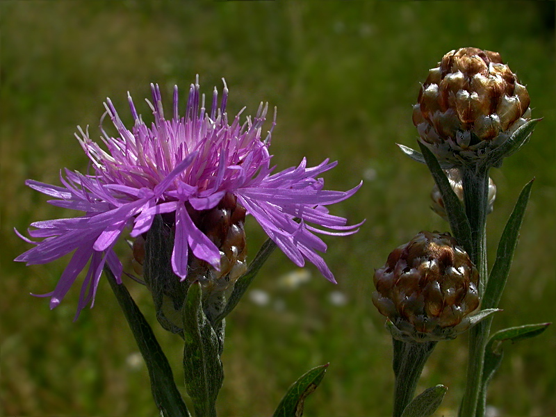 Изображение особи Centaurea jacea.