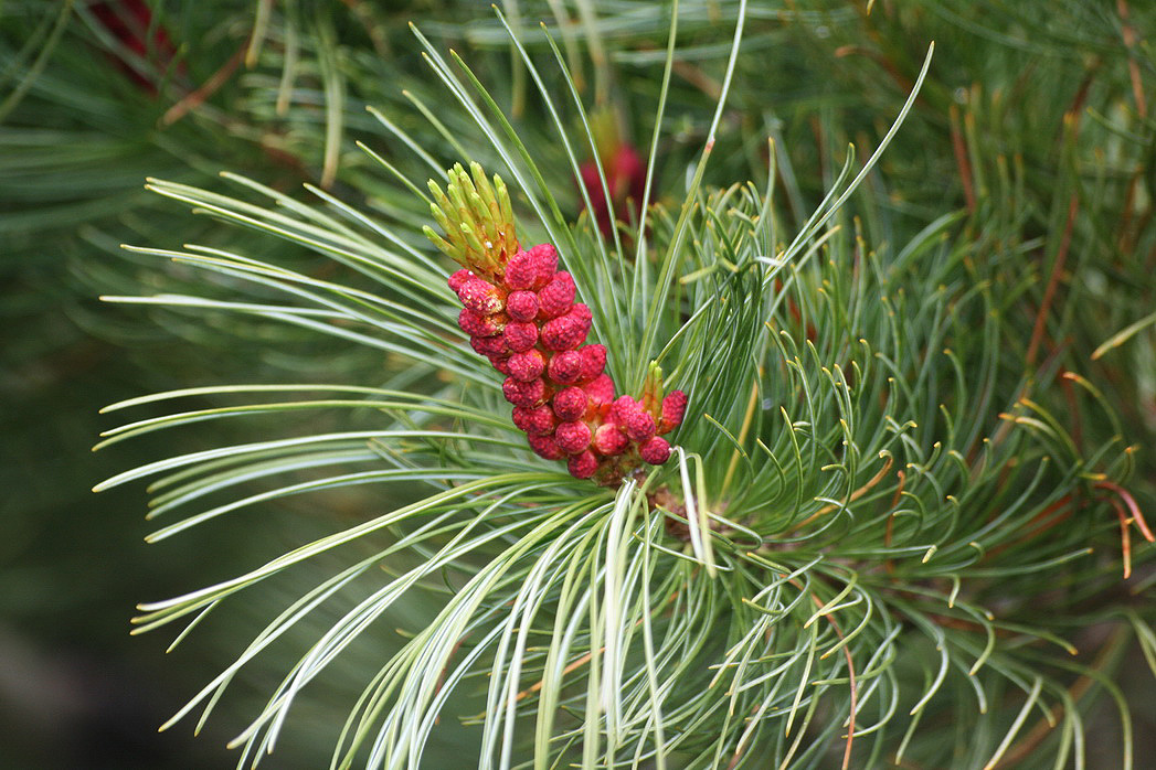 Image of Pinus pumila specimen.