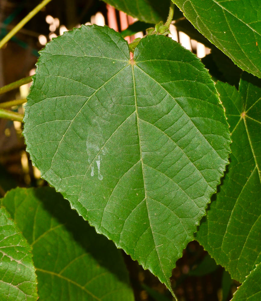 Image of Dombeya × cayeuxii specimen.
