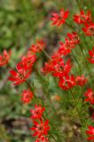 View full-size image Adonis aestivalis