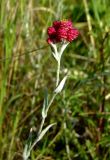 Helichrysum sanguineum