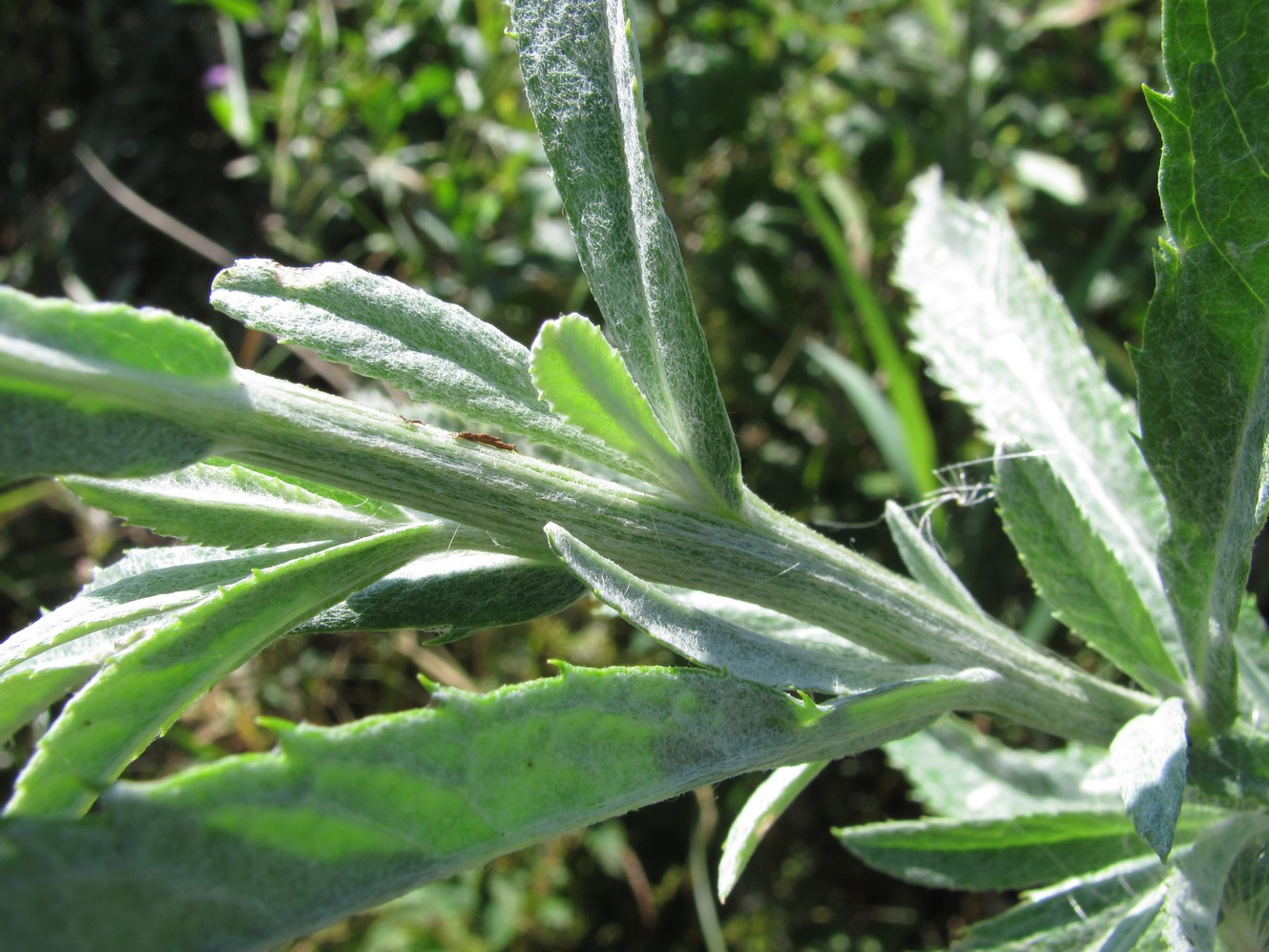 Изображение особи Senecio tataricus.