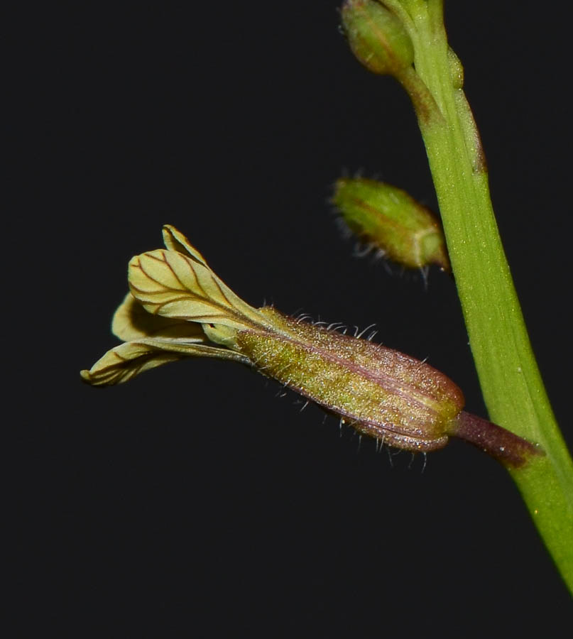 Image of Carrichtera annua specimen.