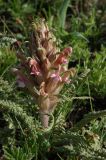 Pedicularis alatauica