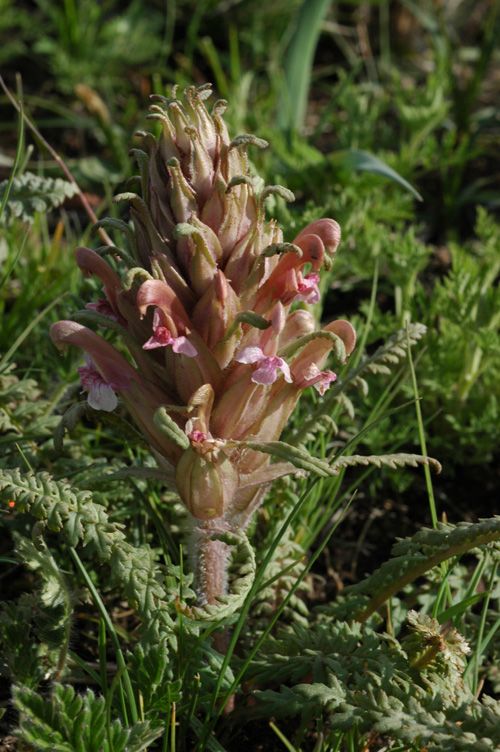Image of Pedicularis alatauica specimen.