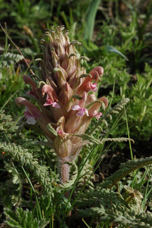 Изображение особи Pedicularis alatauica.